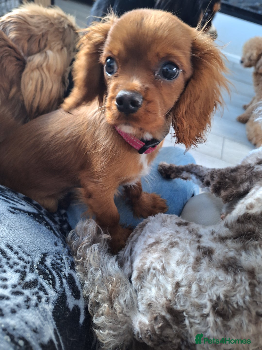 Cavalier King Charles Spaniel dogs for sale: Ruby red cavalier girl - Image 2