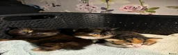 Mixed Breed cats for sale: Two gorgeous kittens looking for a home.  - Advert 9