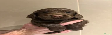Theodore