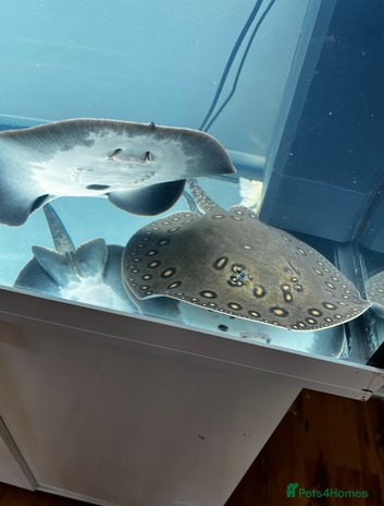 Sharks fish - Advert 2