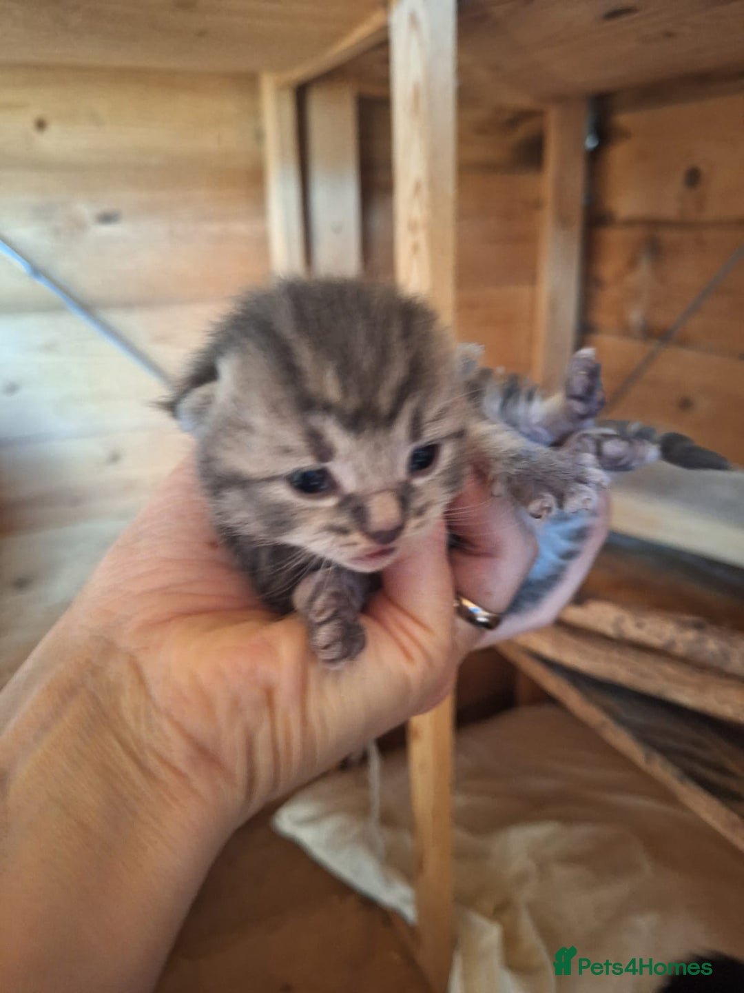 Mixed Breed cats for sale: 6x Mixed breed kittens - Image 3