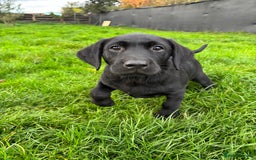 Labrador Retriever dogs for sale: Labrador Retriever puppies for  sale - Advert 6