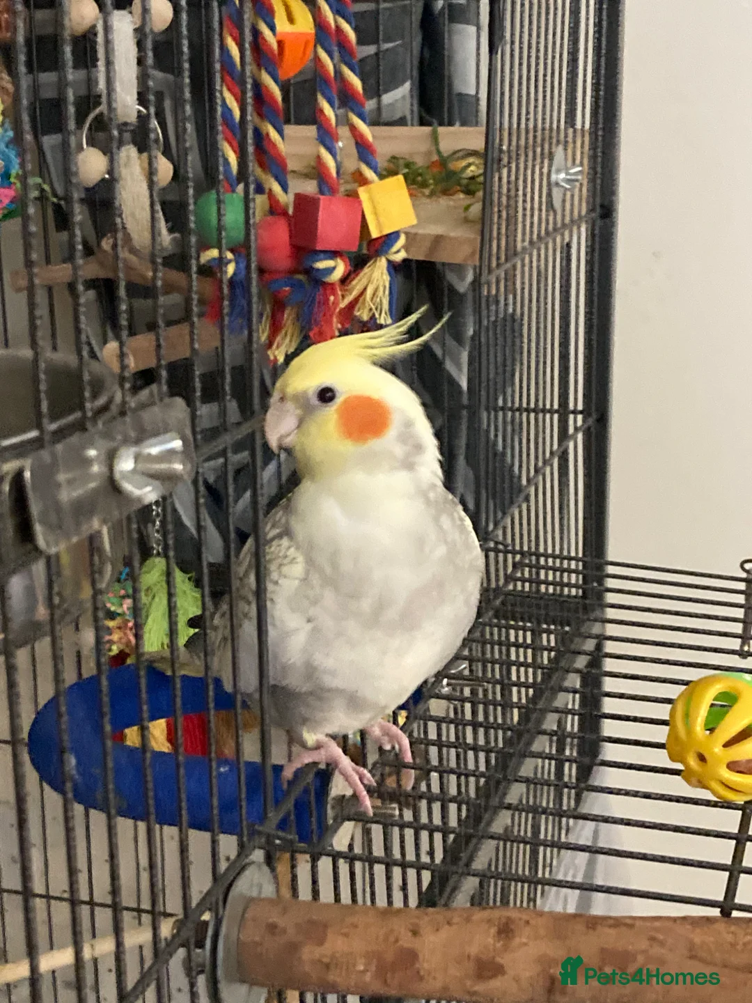 Cockatiels birds for sale: Young cockatiel  in Bicester - Advert 2