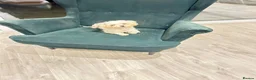 Maltipoo dogs for sale: MALTIPOOS!!! - Advert 14