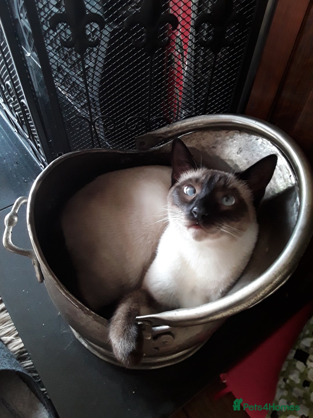 Maine Coon cats for sale: Very sad sale of Maine Coon & Siamese - Image 4