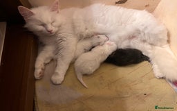 British Longhair cats for sale: 2 adorable kittens looking for their forever home - Image 22