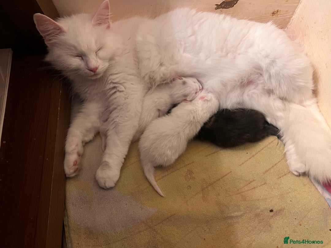 British Longhair cats for sale: 2 adorable kittens looking for their forever home - Image 22