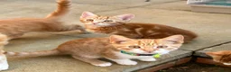 Mixed Breed cats for sale: Beautiful Ginger & Tortoiseshell Kittens in Faringdon - Advert 30