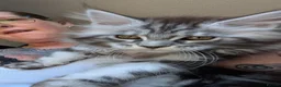 Maine Coon cats for sale: Large kittens growing nicely  - Advert 10