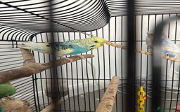 Budgerigars birds for sale: budgies for sale  - Image 3