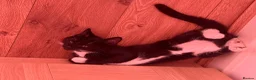Mixed Breed cats for sale: British Short Hair X DSH - Advert 6