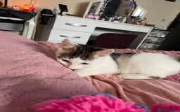 Turkish Van cats for sale: One male tri colour  - Image 5
