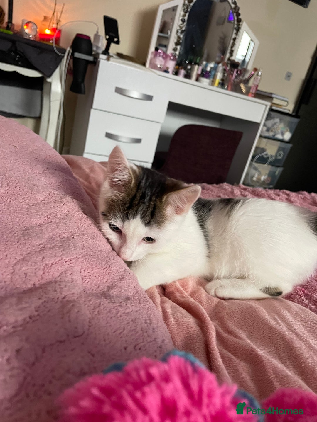 Turkish Van cats for sale: One male tri colour  - Image 5