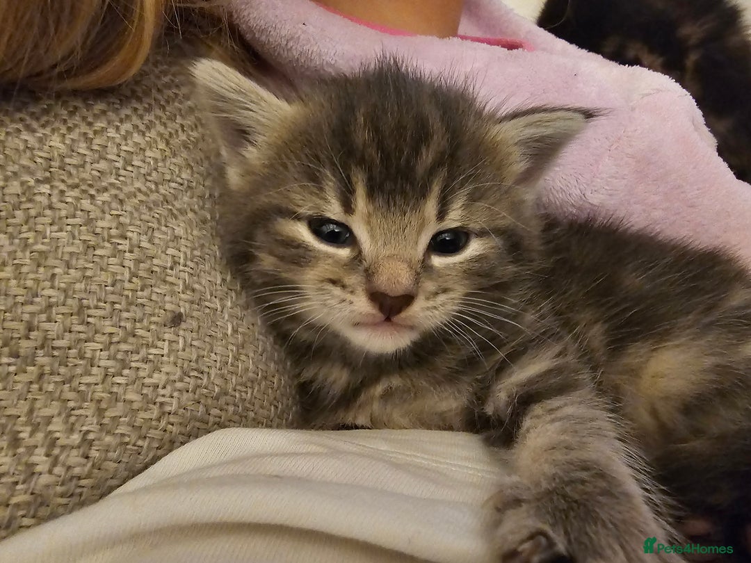 Mixed Breed cats for sale: Part Maine Coon - Advert 18