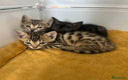 Bengal cats for sale: Three Bengals Ready to go 🩶🖤🤍 - Image 11