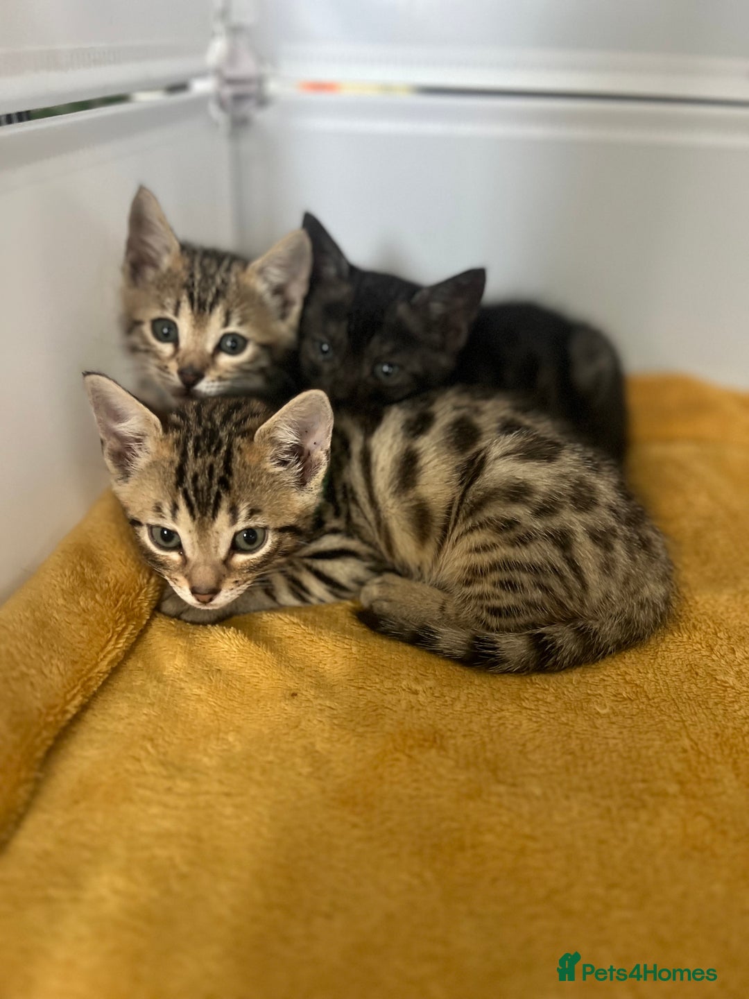 Bengal cats for sale: Three Bengals Ready to go 🩶🖤🤍 - Image 11