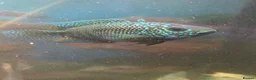 Sharks fish for sale: Tropical fish  in Port Talbot - Advert 7