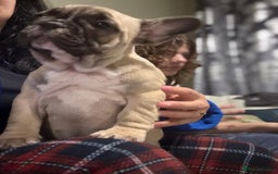French Bulldog dogs for sale: French bulldog puppy girl - Image 3