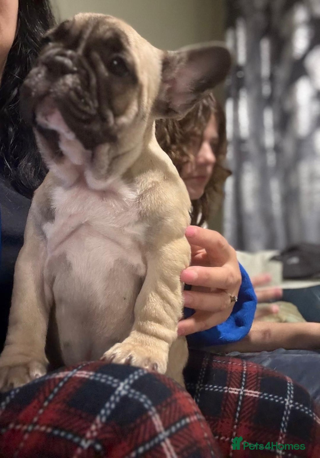 French Bulldog dogs for sale: French bulldog puppy girl - Image 3