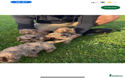 Cockapoo dogs for sale: Adorable 8 week old puppy looking for a good home  - Image 4