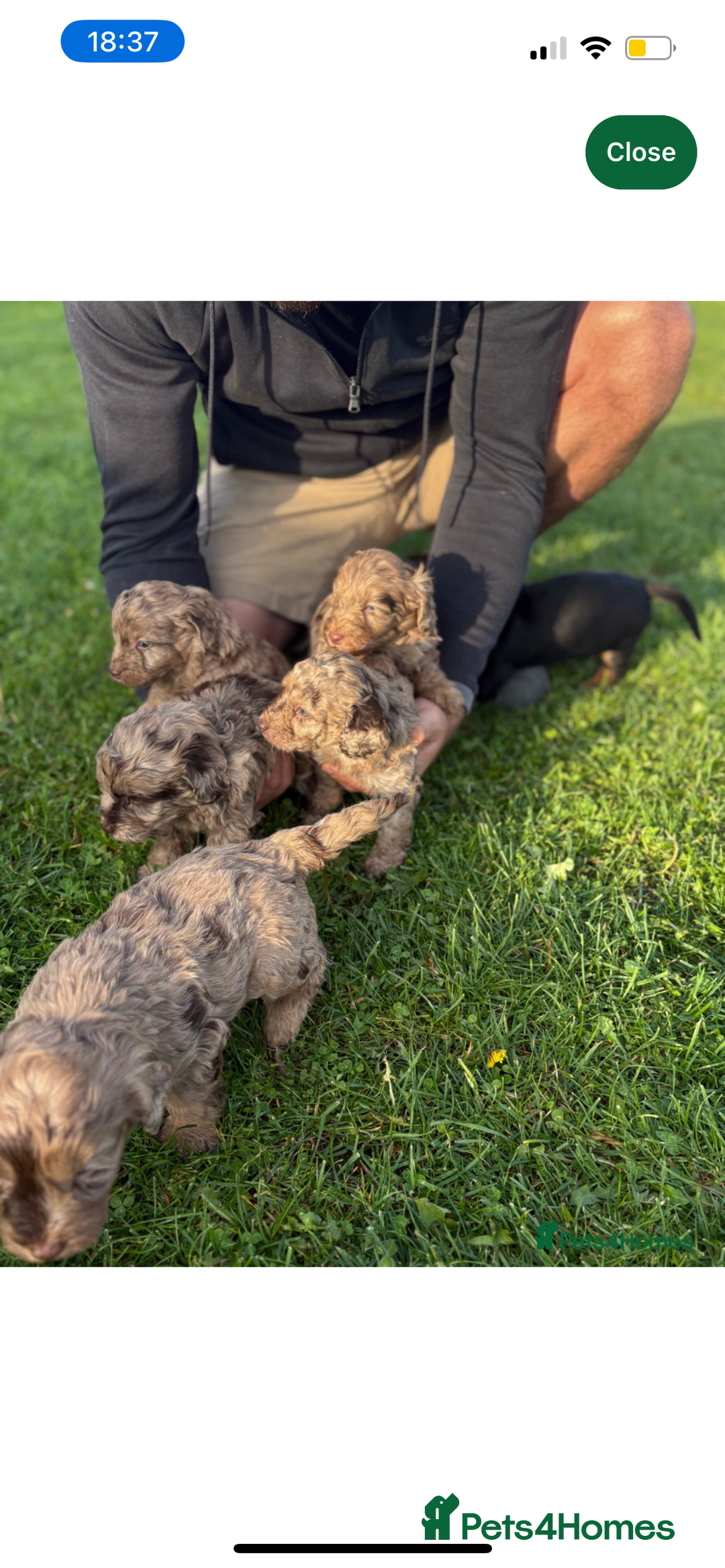 Cockapoo dogs for sale: Adorable 8 week old puppy looking for a good home  - Image 4