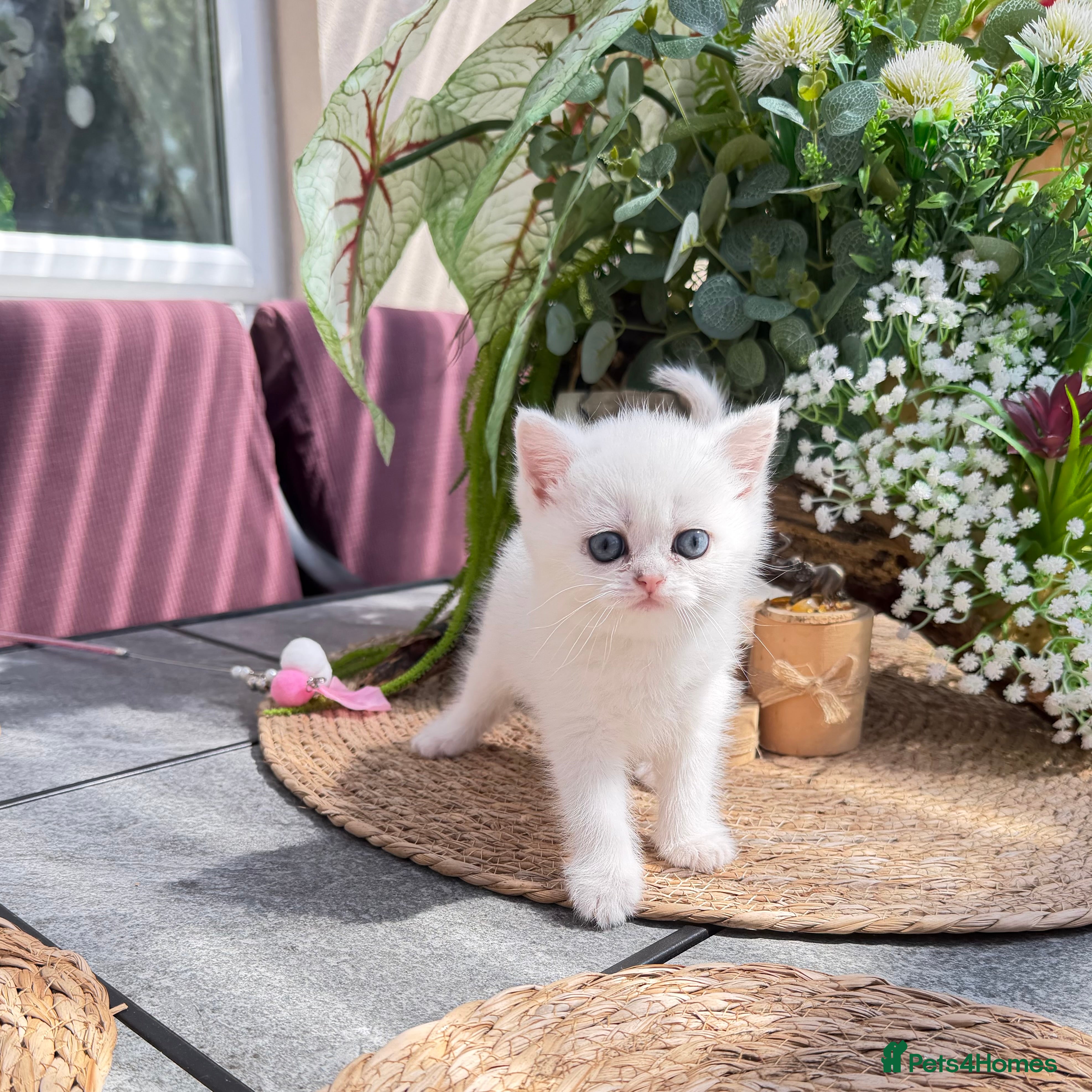 British Shorthair cats British Shorthair Chinchilla (Silver Shaded) boy  - Advert 2