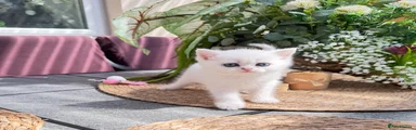 British Shorthair Kitten 2