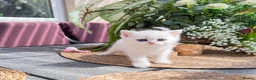 British Shorthair cats for sale: 😻TICA British Shorthair kittens 😻 - Advert 18