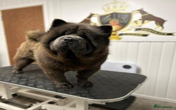 Chow Chow dogs for sale: Smooth coat female (purebred) - Image 1