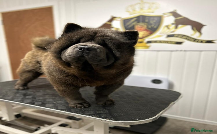 Chow Chow dogs - Advert 3