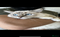 Ragdoll cats for sale: Our beautiful girl needs a new home!  - Image 6