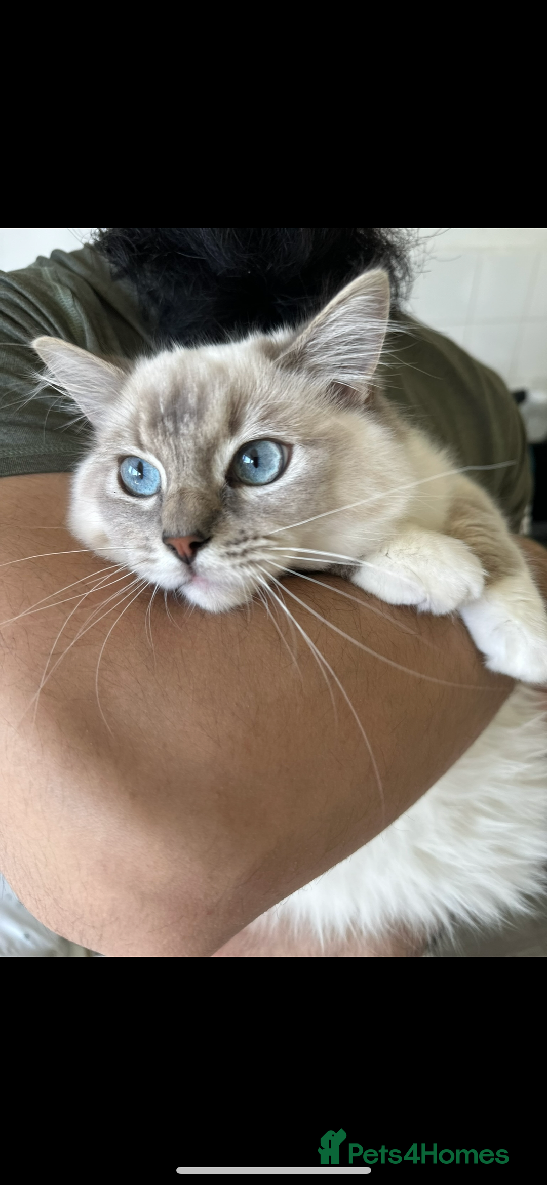 Ragdoll cats for sale: Our beautiful girl needs a new home!  - Image 6