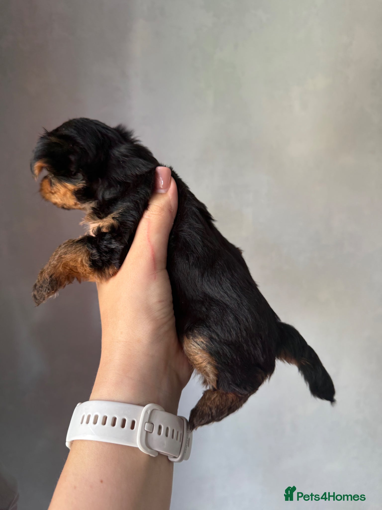 Yorkshire Terrier dogs for sale: Mini Yorkshire terrier 2kg  - Advert 10