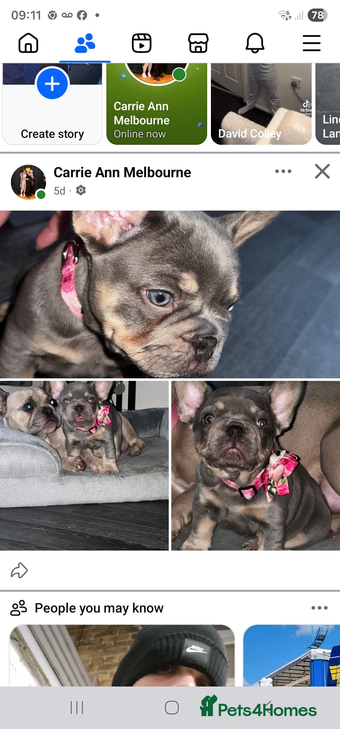 French Bulldog dogs for sale: Pure breed French bulldogs  - Advert 2