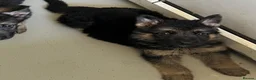German Shepherd dogs for sale: Big beautiful German Shepherd Puppies  - Advert 10