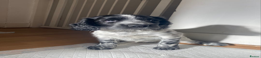 Sprocker Puppy 1