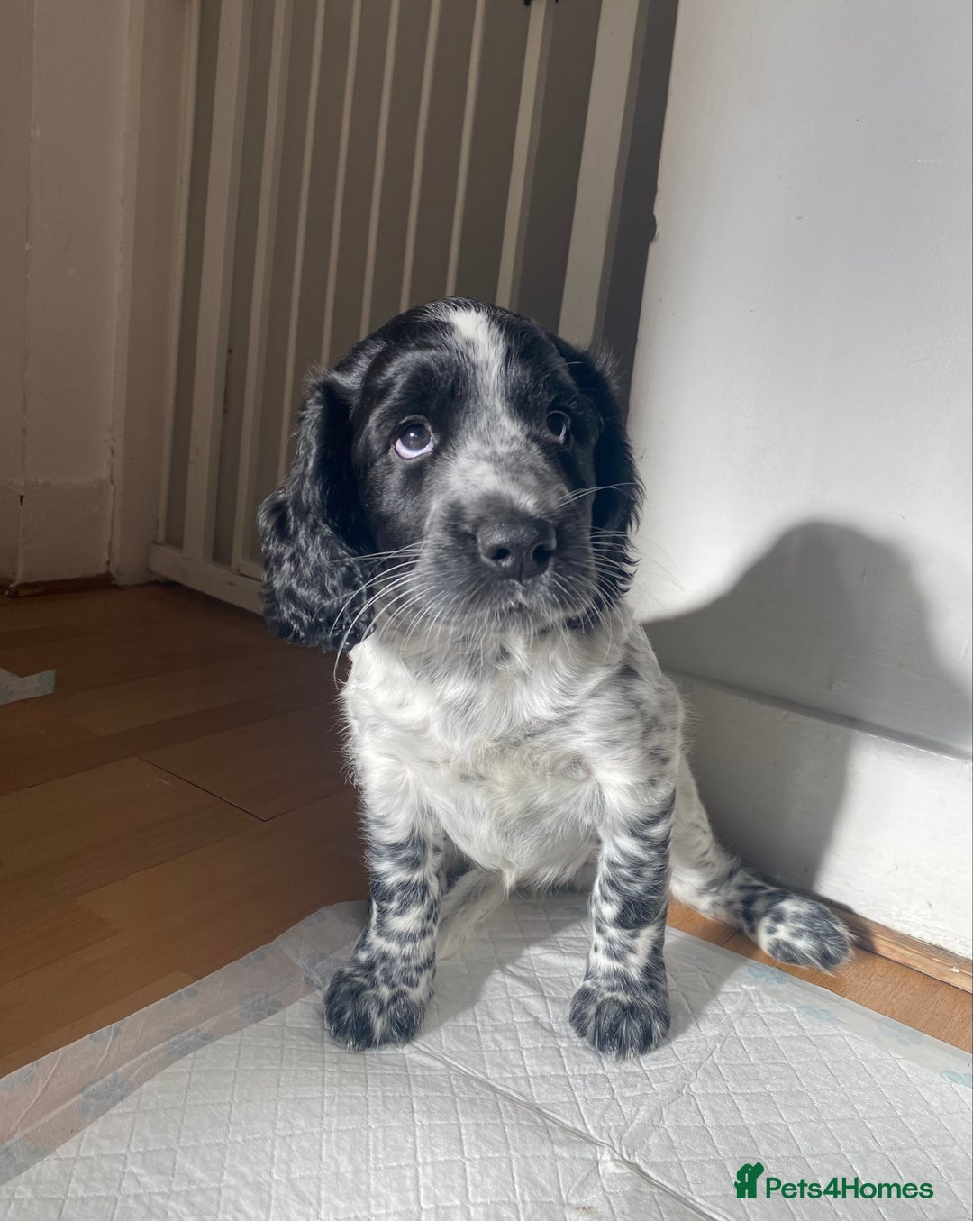Sprocker dogs for sale: Sprocker puppy bitch  - Image 2