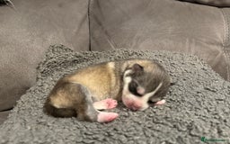 Siberian Husky dogs for sale: Husky fuzzballs - Image 4