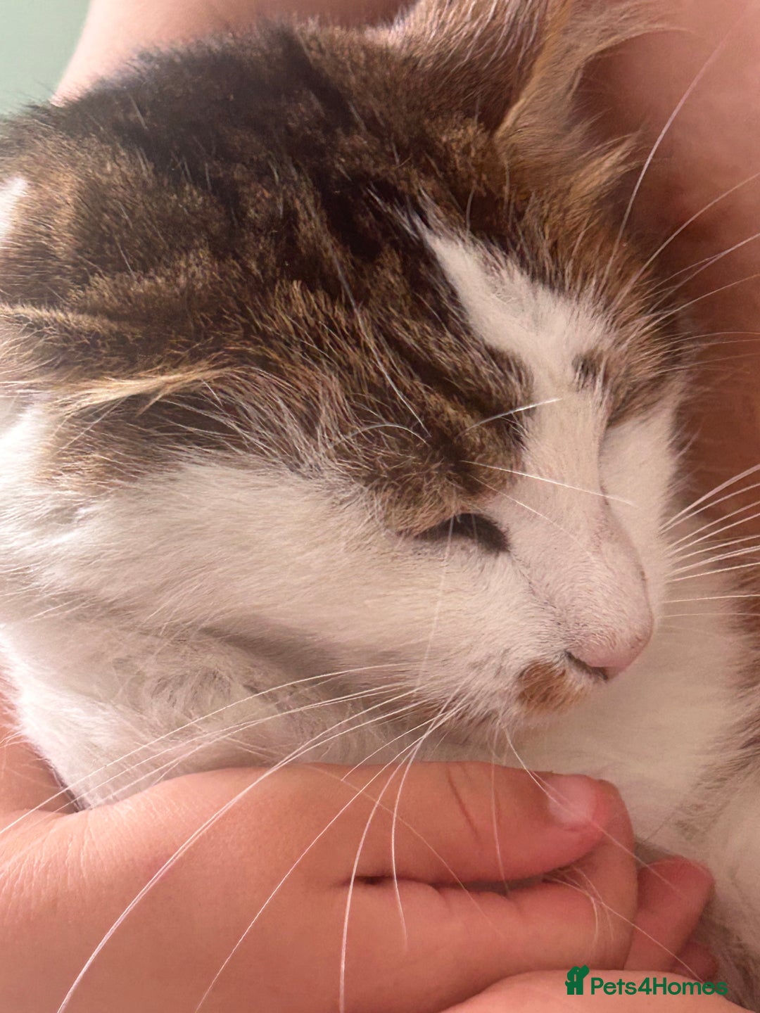 Maine Coon cats for sale: Rosie - Advert 3