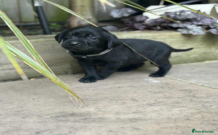 Labrador Retriever dogs - Advert 8