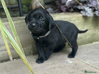 Labrador Retriever dogs - Advert 5