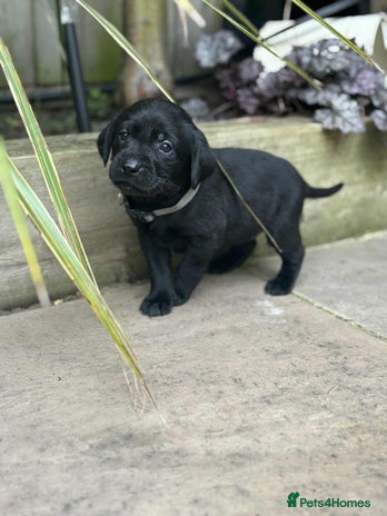 Labrador Retriever dogs - Advert 2