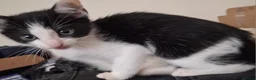 Mixed Breed cats for sale: 3 beautiful playful kittens for sale - Advert 20