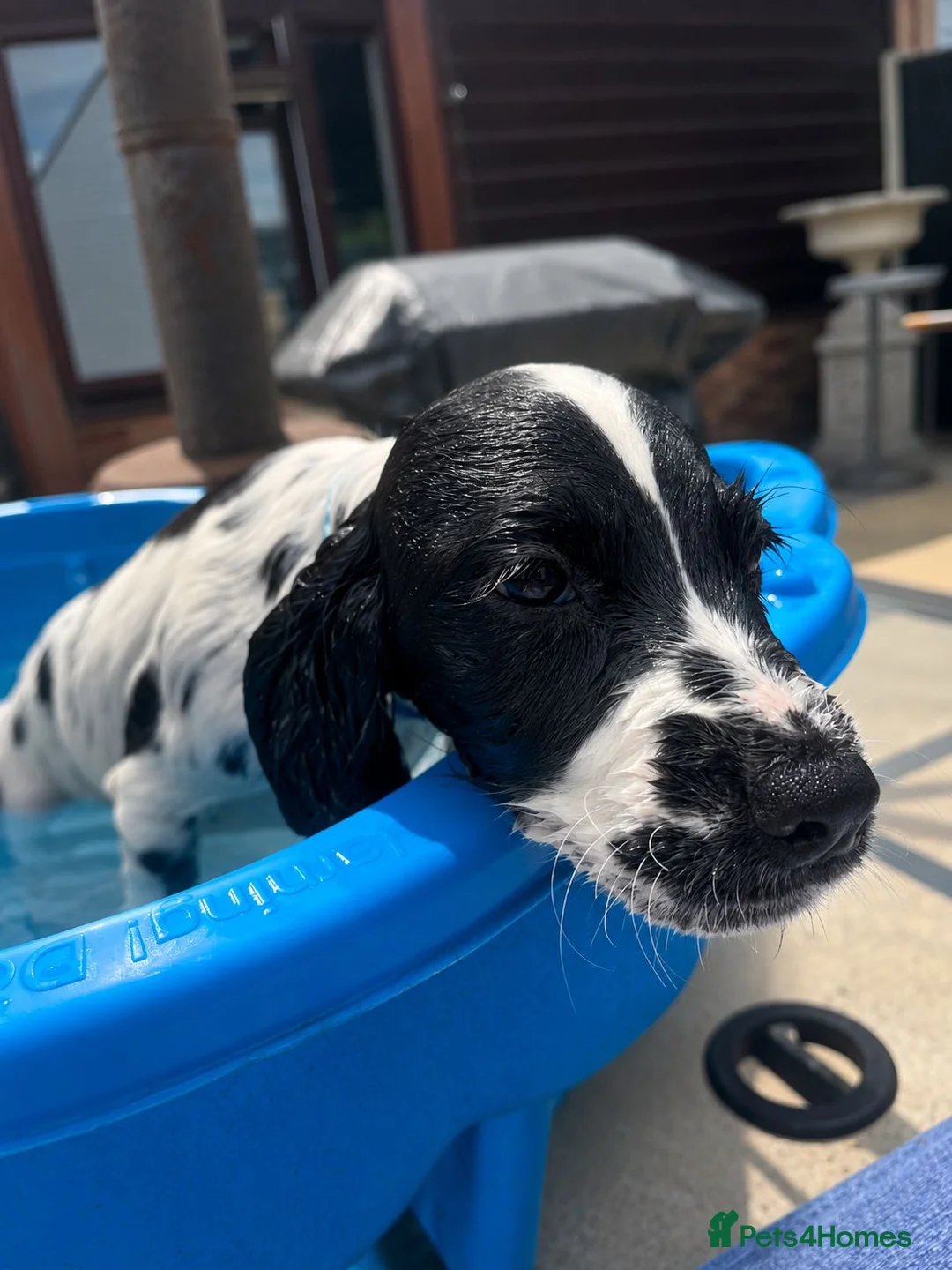 Cocker Spaniel dogs for sale: Beautiful Cocker Spaniel pups for sale - Advert 12