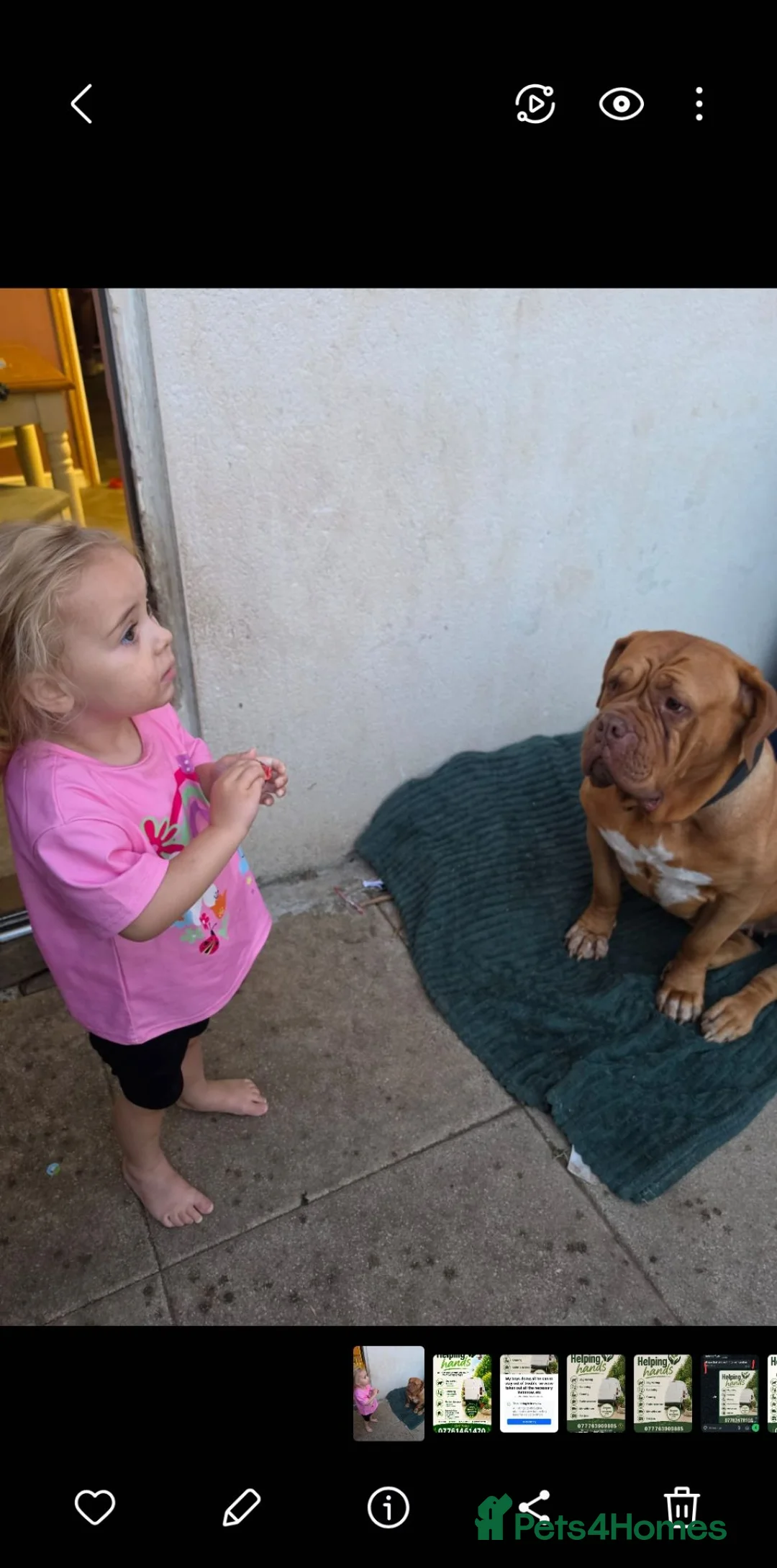 Dogue De Bordeaux dogs for sale: TINKERBELL 5 YEAR OLD DOGUE DE BORDEAUX  - Advert 2