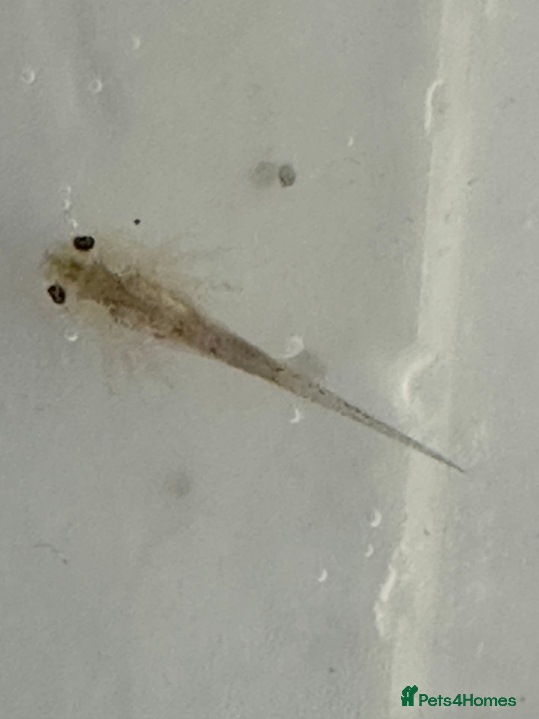 Axolotl reptiles for sale: Baby axolotls  - Advert 4