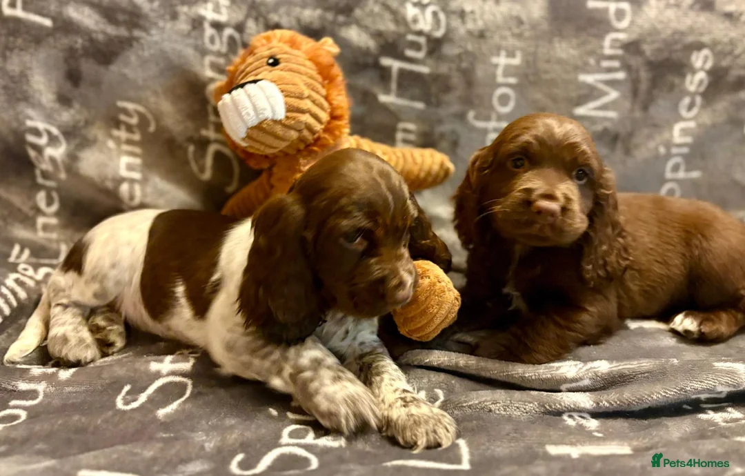 Cocker Spaniel dogs for sale: Cocker spaniels - Advert 8