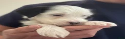 Tibetan Terrier dogs for sale: KC reg Tibetan terrier puppies  - Advert 12