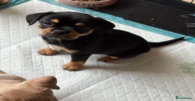 Mixed Breed dogs - Advert 2
