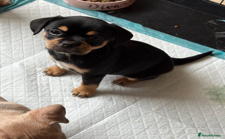Mixed Breed dogs - Advert 3